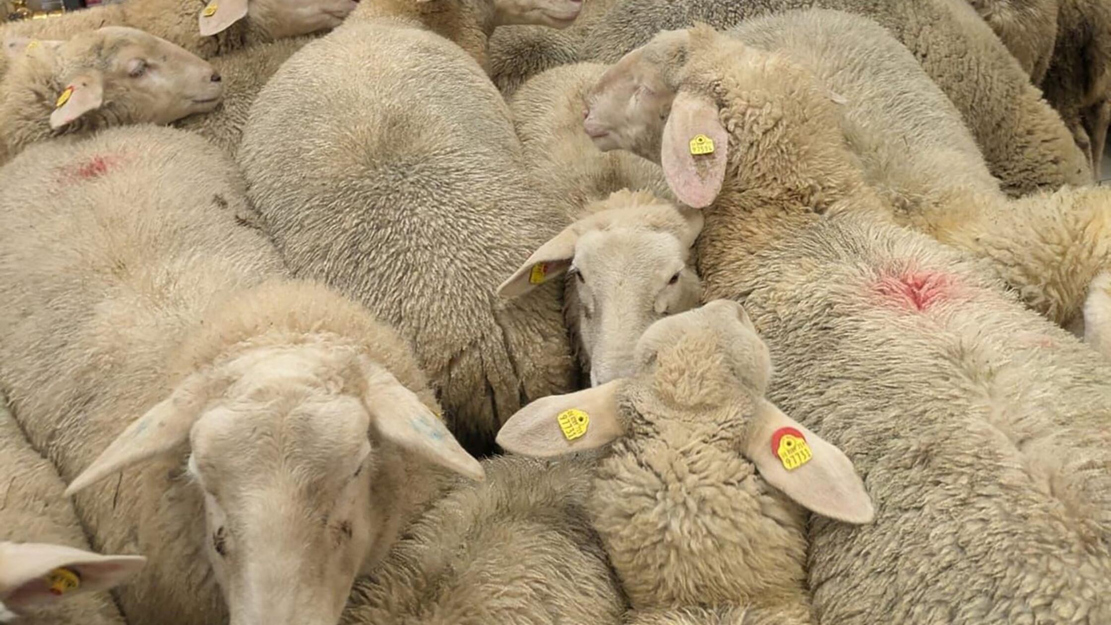 Ein Supermarkt voller Schafe