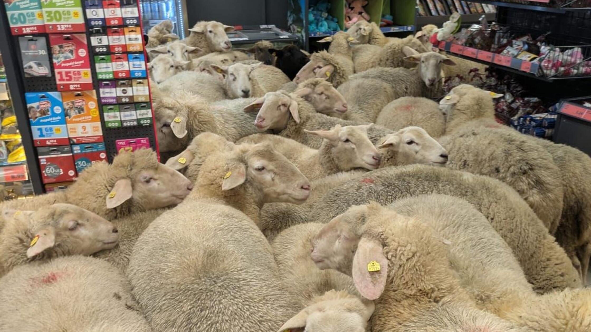 Nach-flauschigem-Besuch-in-Discounter-Penny-bernimmt-Patenschaft-f-r-Ausrei-er-Schafe