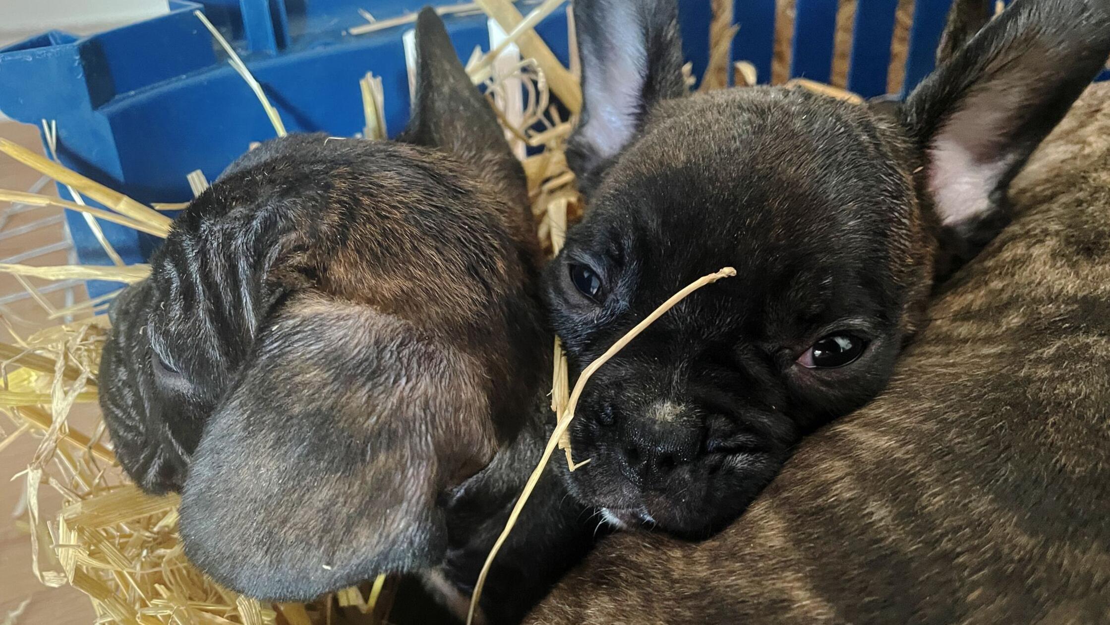 Tiersch-tzer-Mehr-als-700-Welpen-Opfer-von-illegalem-Handel