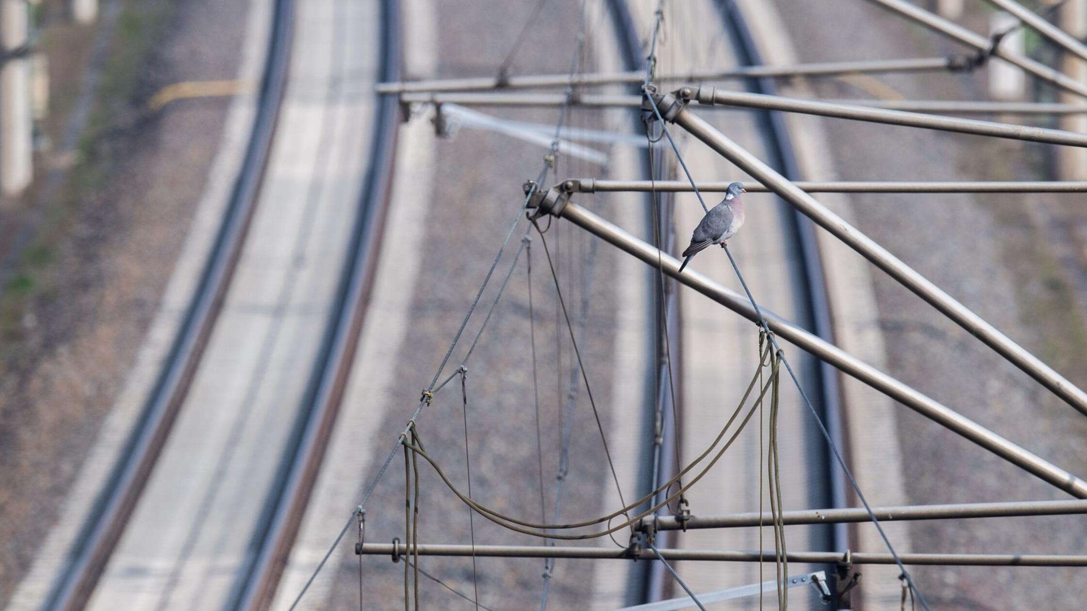 urn:newsml:dpa.com:20090101:240417-99-706539