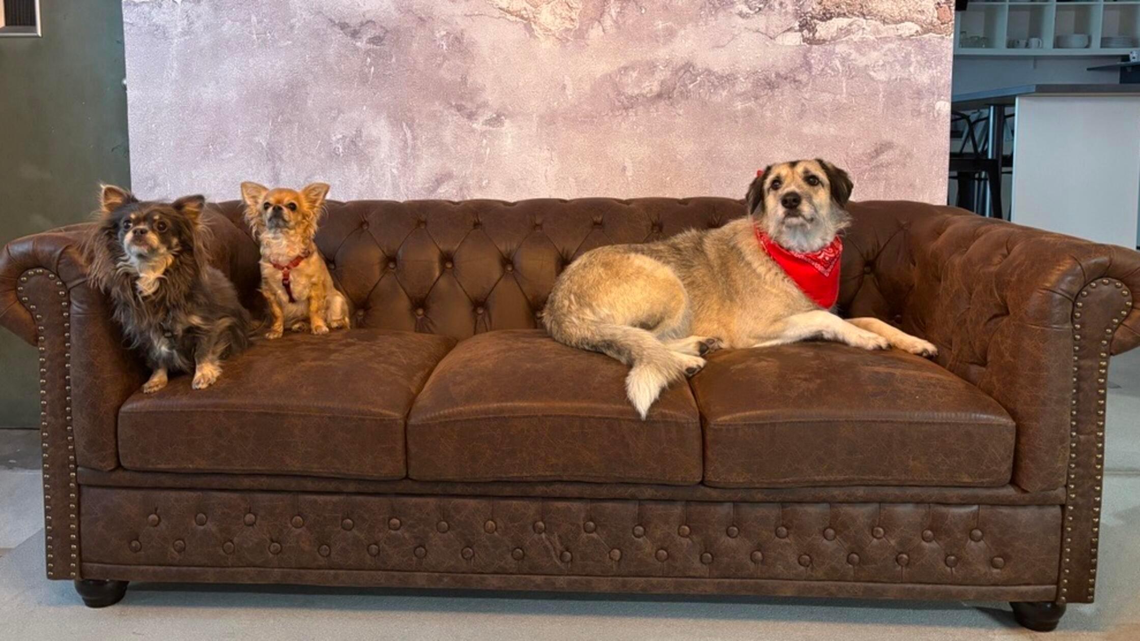 Blick-in-die-Statistik-Das-sind-die-10-beliebtesten-Hunderassen-der-Hersbrucker