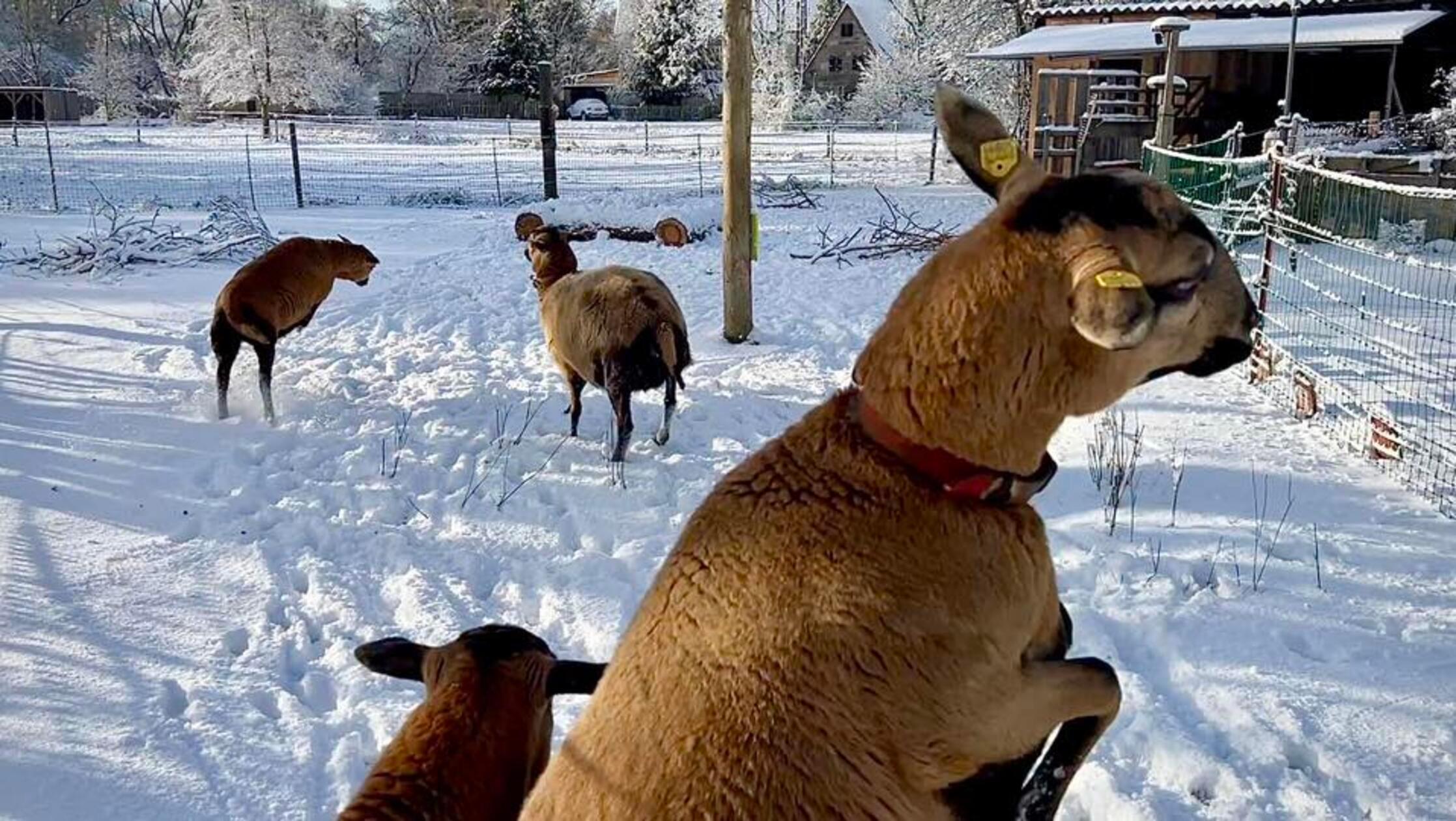 "Auch die Määhdels haben Spaß", schreibt Susanne Haas zu diesem Bild.
