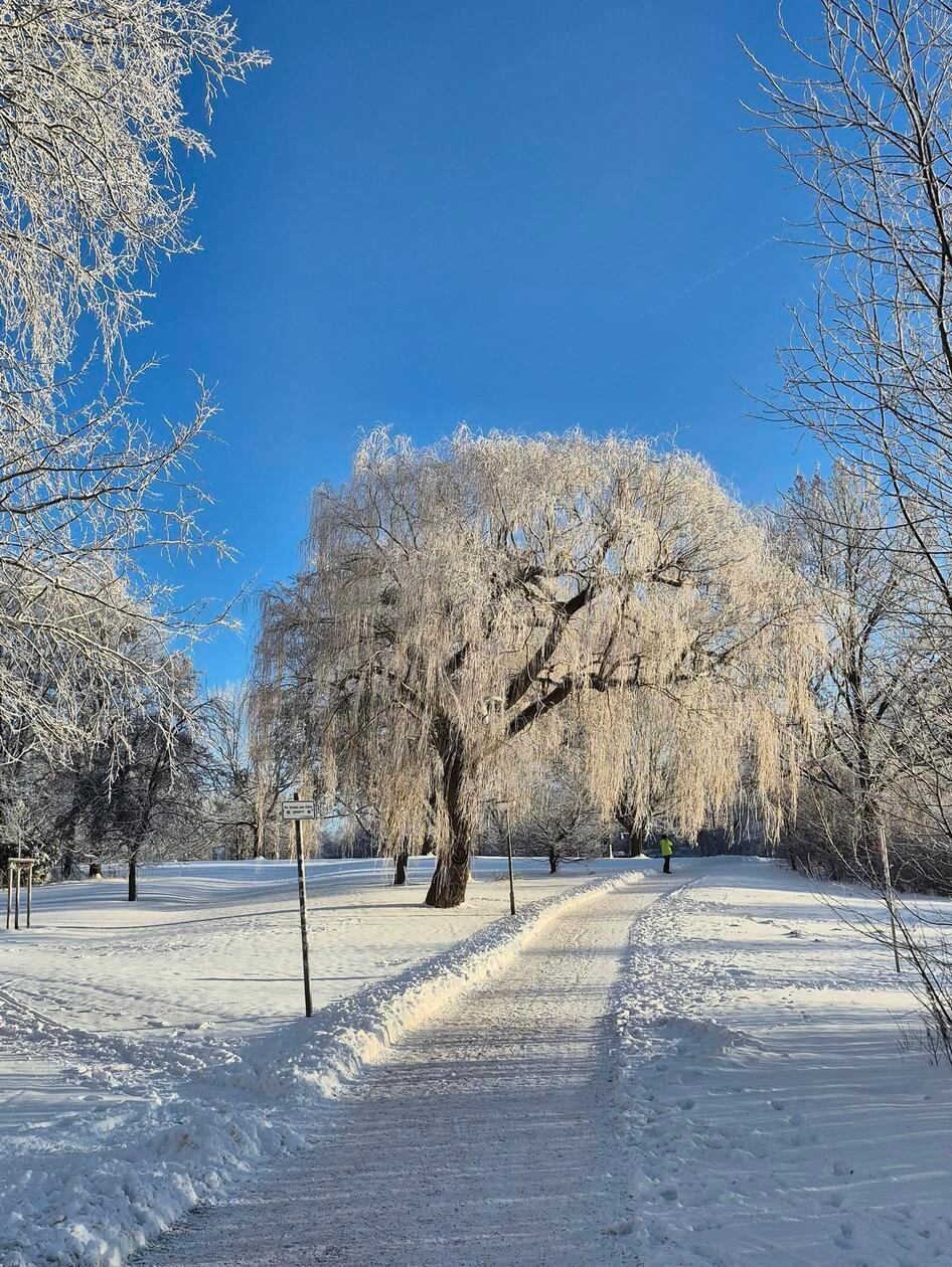 Trauerweide im Winter.