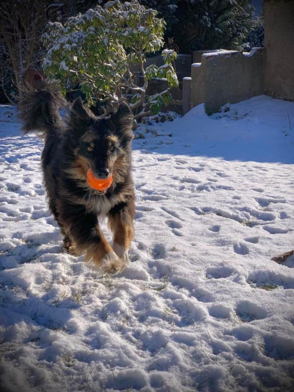 Auch Hunde toben im Schnee.