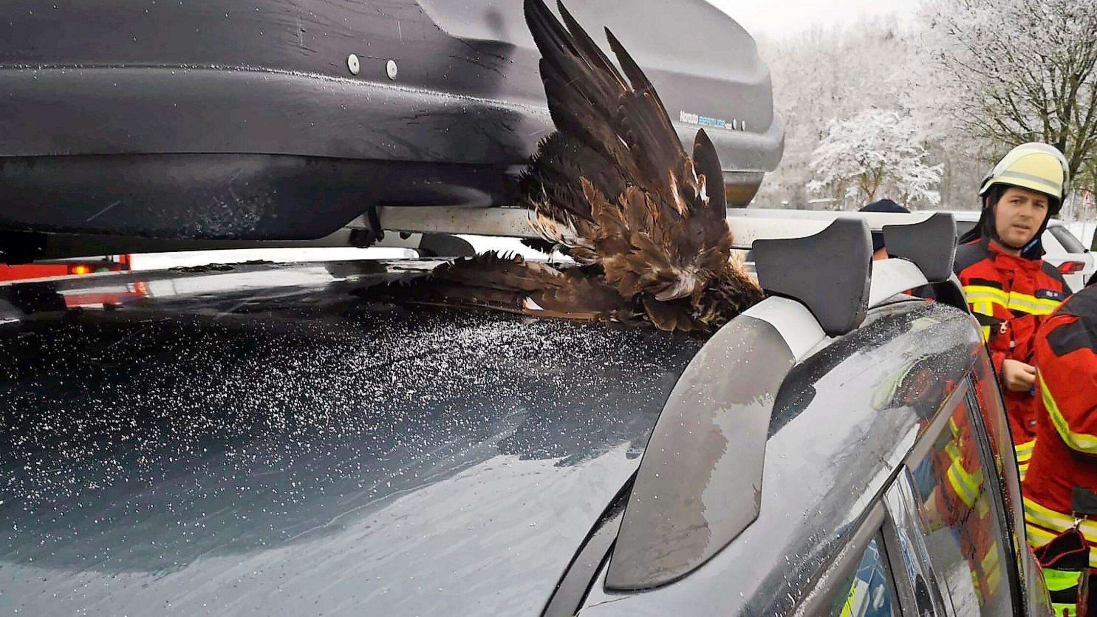 Eingeklemmter-Vogel-und-Unf-lle-Feuerwehr-Pegnitz-hatte-2026-schon-viel-Arbeit