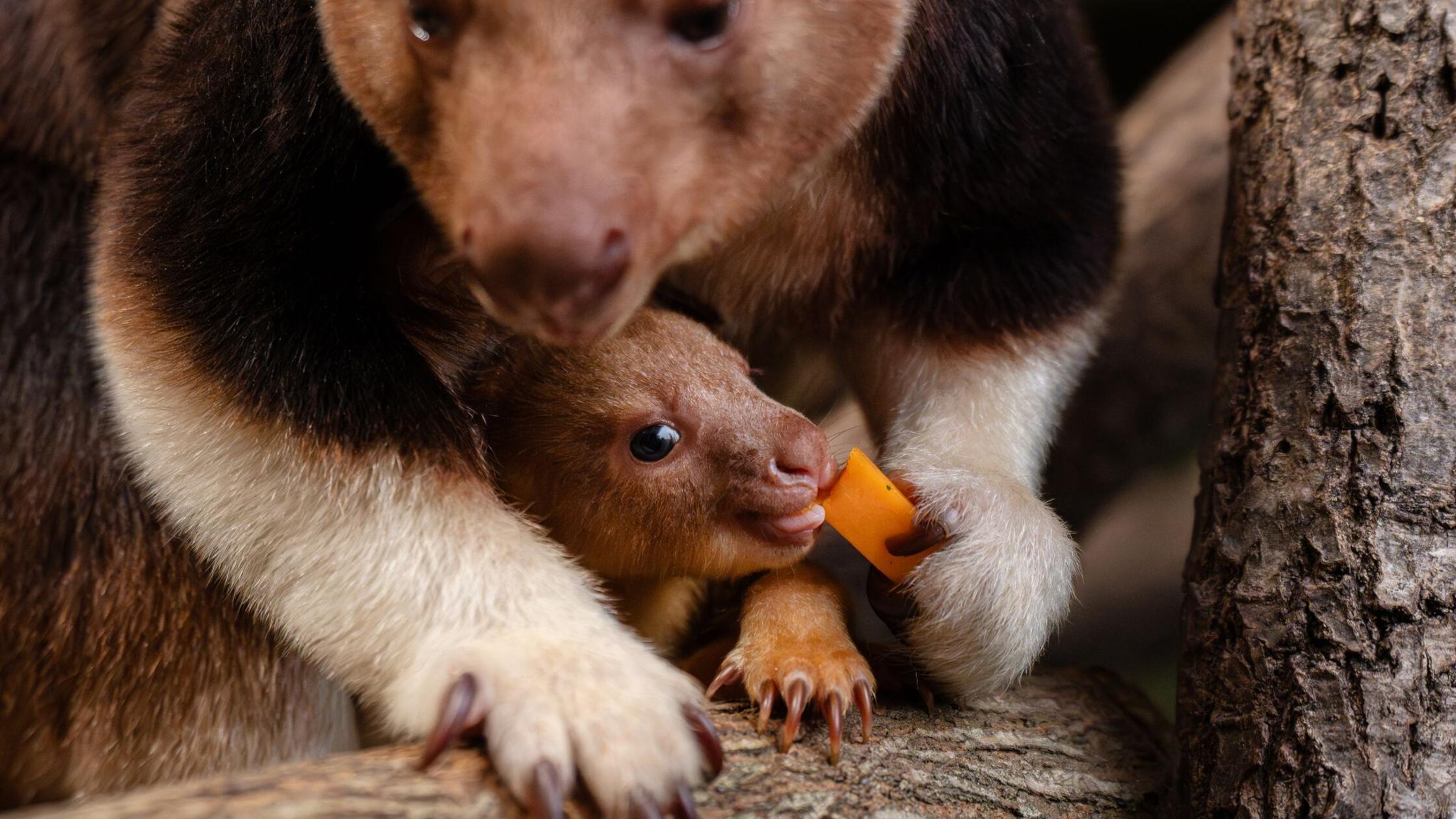 Seltenes-Baumk-nguru-Baby-begeistert-in-englischem-Zoo
