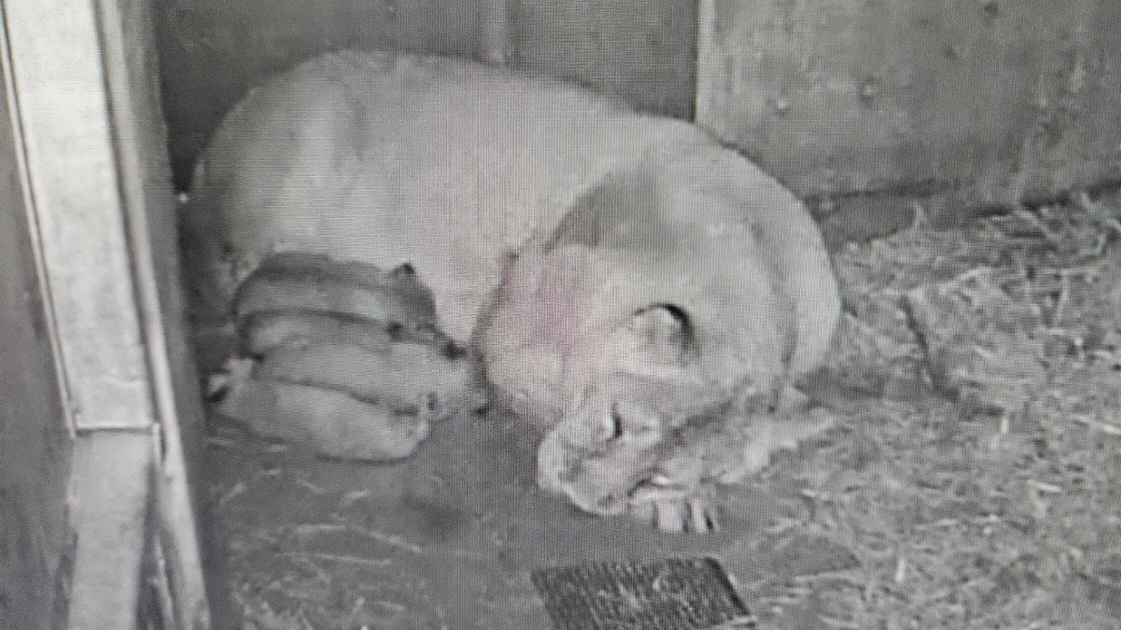 L-wennachwuchs-in-N-rnbergs-Zoo-Von-Aaranys-Babys-sind-nur-noch-vier-zu-sehen