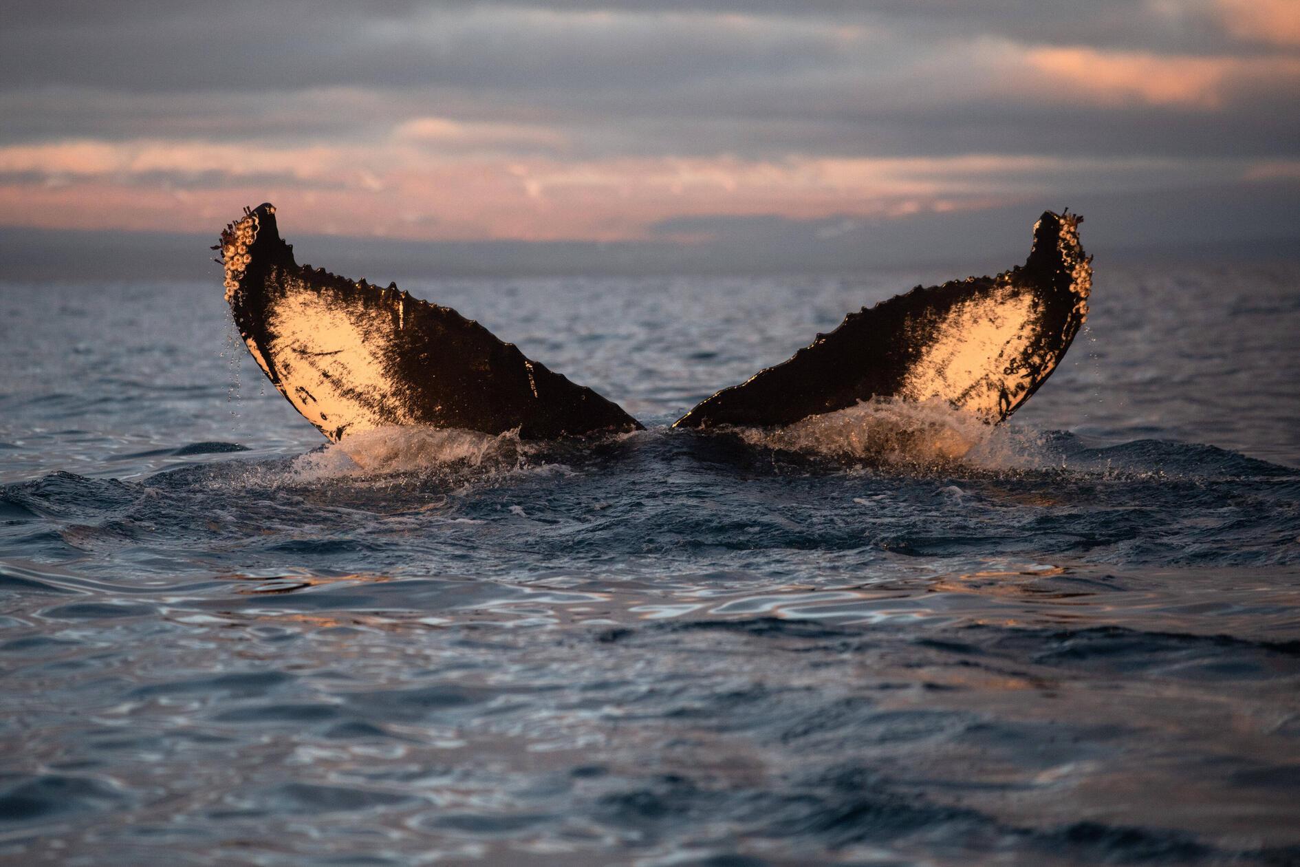 In der Bucht vor Ísafjordur lassen sich Delfine und Wale beobachten, darunter auch die beeindruckenden Buckelwale. Anhand ihrer Schwanzflossen und deren Muster können Forscher die Tiere identifizieren.