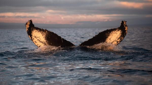 In der Bucht vor Ísafjordur lassen sich Delfine und Wale beobachten, darunter auch die beeindruckenden Buckelwale. Anhand ihrer Schwanzflossen und deren Muster können Forscher die Tiere identifizieren.