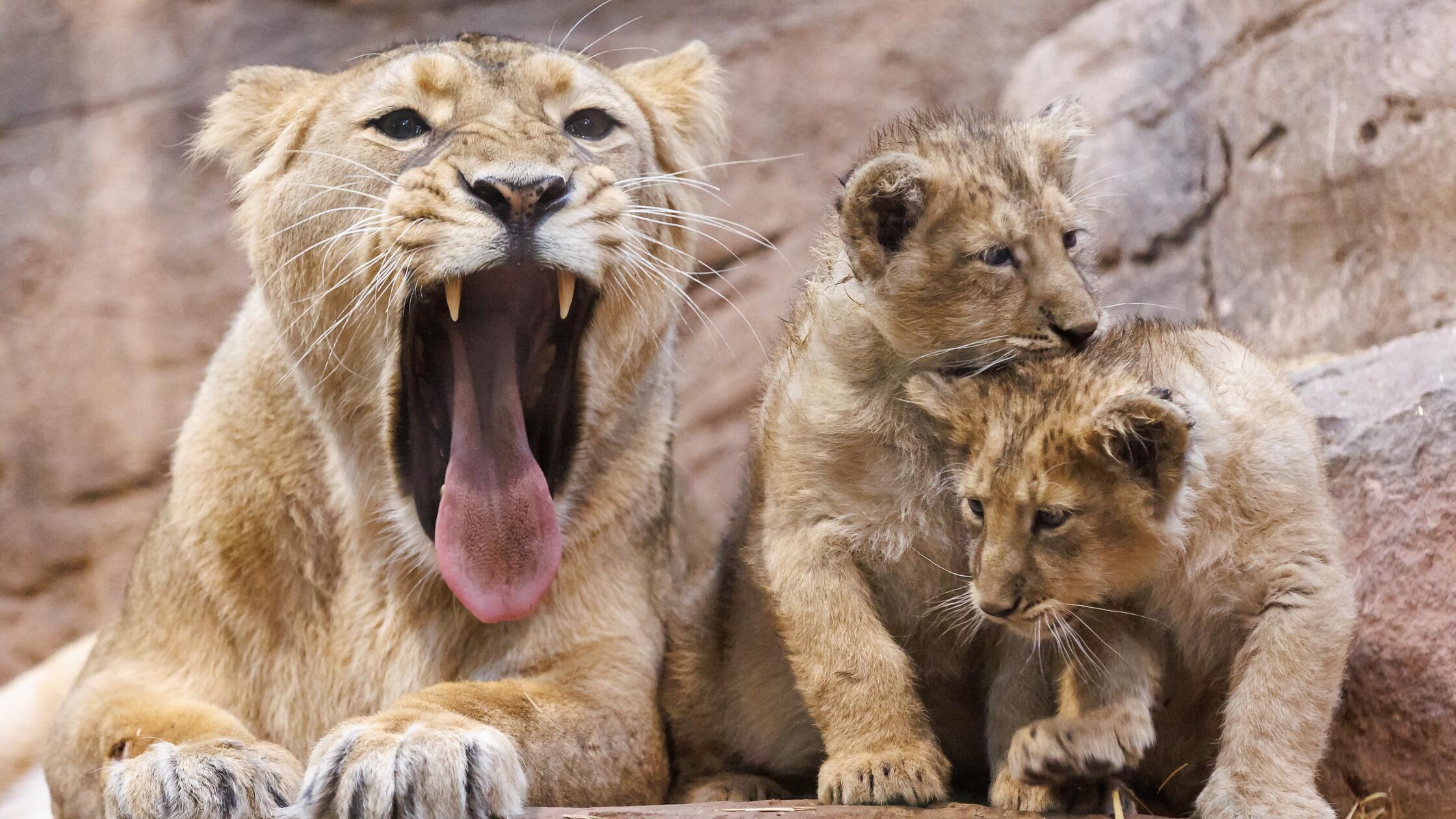 Löwen-Babys im Nürnberger Tiergarten