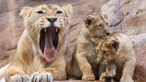 Löwen-Babys im Nürnberger Tiergarten