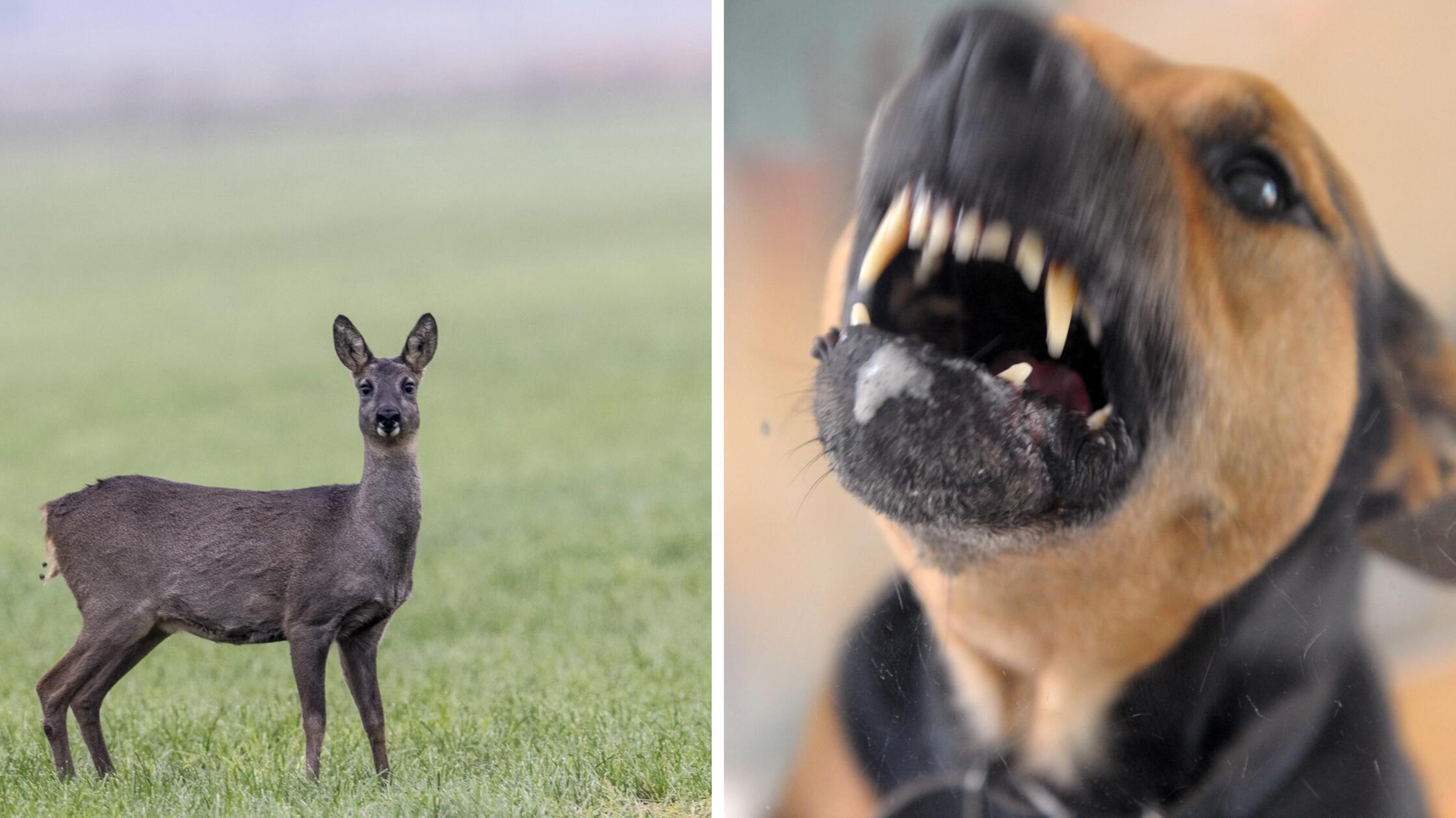 Freilaufender-Hund-verletzt-Reh-Polizei-ermittelt-nach-wiederholtem-Vorfall-in-Erlangen