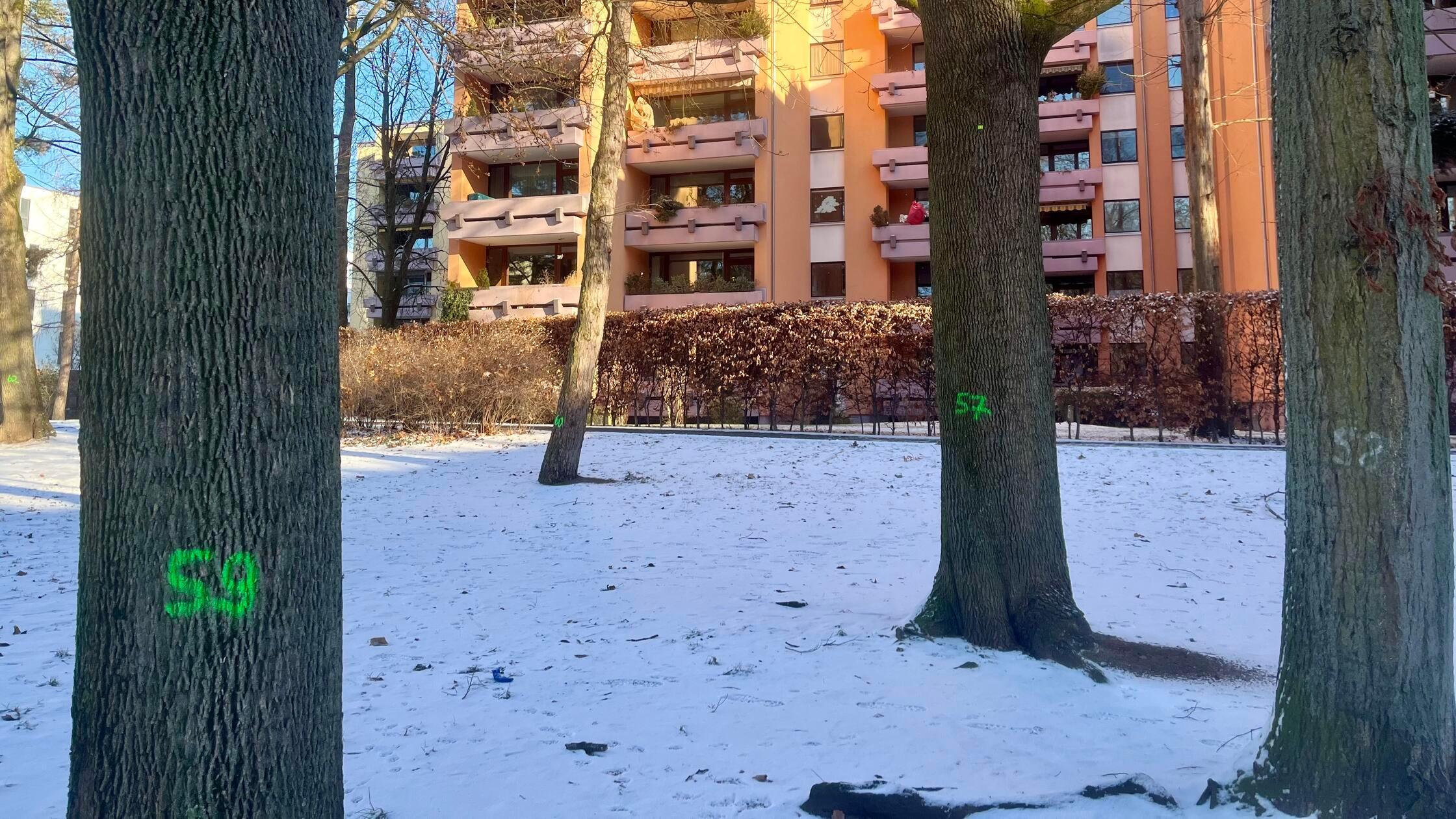 Von-wegen-Vandalismus-Was-die-gr-nen-Zahlen-an-N-rnberger-B-umen-zu-bedeuten-haben