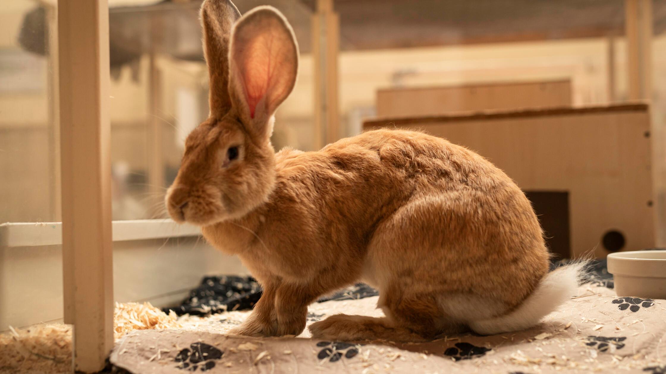 09_05-Tierheim_Lysha-Chiara-Calow_04_1