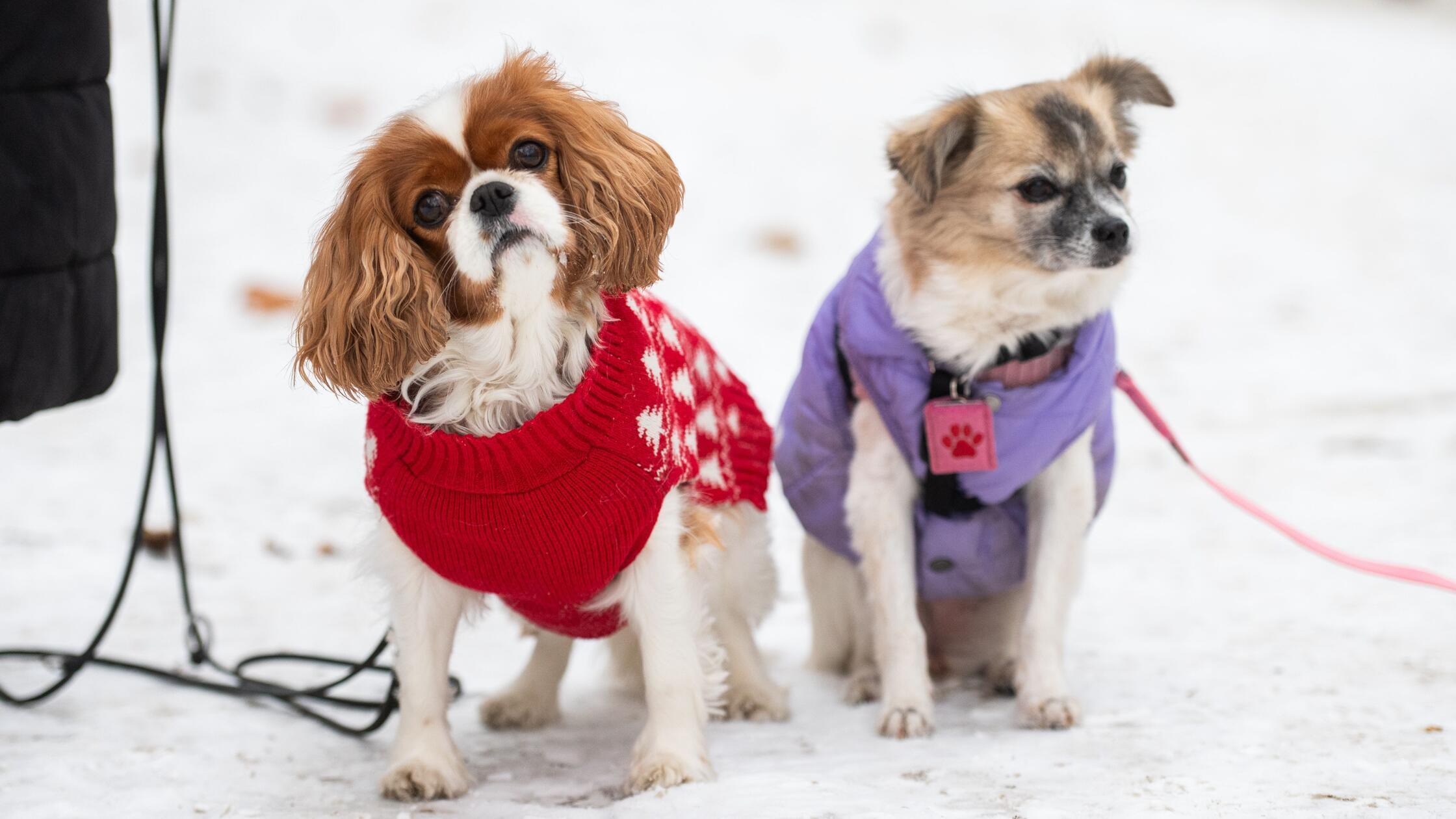 ARCHIV - Mit dem Hund in den Winterurlaub? Nicht j