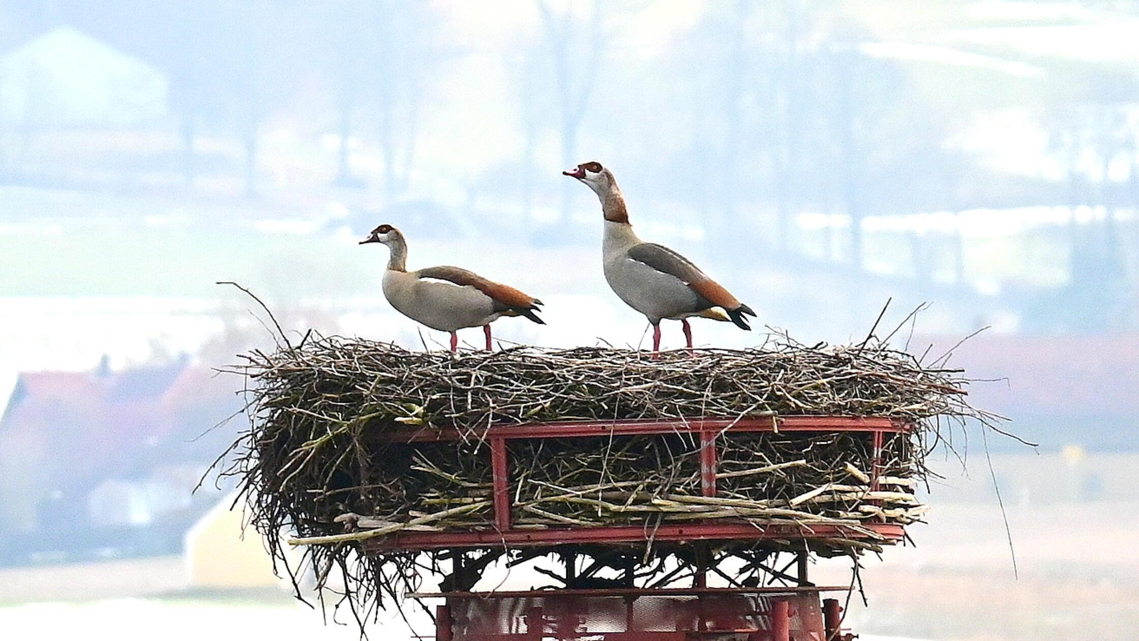 G-nse-bernehmen-Neuhauser-Storchennest-Was-ist-mit-Gunda-und-Franz-