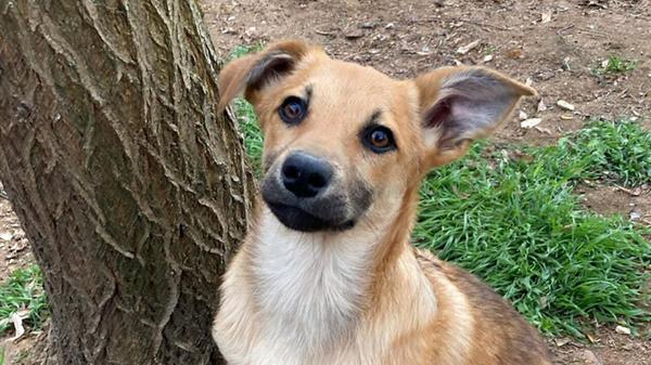 Mischling, geboren 21.11.2025, wird voraussichtlich eher klein bleiben. Sie ist verspielt, neugierig, manchmal etwas frech und vorlaut, aber immer freundlich und die Nähe des Menschen suchend. Sie genießt dann die ungeteilte Aufmerksamkeit und jede Streicheleinheit, schreibt das Tierheim-Team: "Für Vicky wünschen wir uns einfühlsame Leute, die ihr mit Ruhe und Geduld, auf liebevolle Art das Hunde ABC beibringen."
