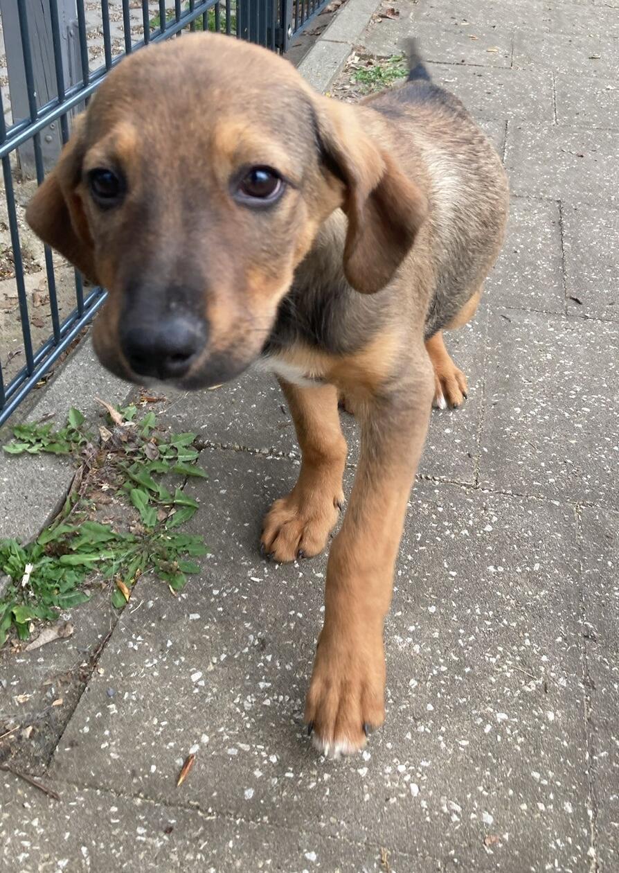 Mischling Joe, geboren 26.11.2025, ist ein sehr zarter kleiner Hundejunge, welcher es liebt mit Artgenossen zu toben. Er genießt es, mit Menschen Zeit zu verbringen und zu kuscheln. Das Laufen an der Leine muss noch geübt werden, schreibt das Tierheim-Team. Doch mit Geduld und etwas Übung wird er schnell herausfinden, wie schön gemeinsame Spaziergänge mit seinen Menschen sein können.