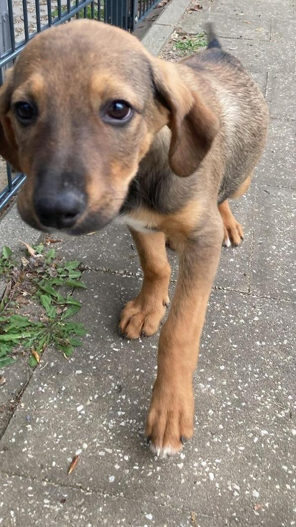 Mischling Joe, geboren 26.11.2025, ist ein sehr zarter kleiner Hundejunge, welcher es liebt mit Artgenossen zu toben. Er genießt es, mit Menschen Zeit zu verbringen und zu kuscheln. Das Laufen an der Leine muss noch geübt werden, schreibt das Tierheim-Team. Doch mit Geduld und etwas Übung wird er schnell herausfinden, wie schön gemeinsame Spaziergänge mit seinen Menschen sein können.