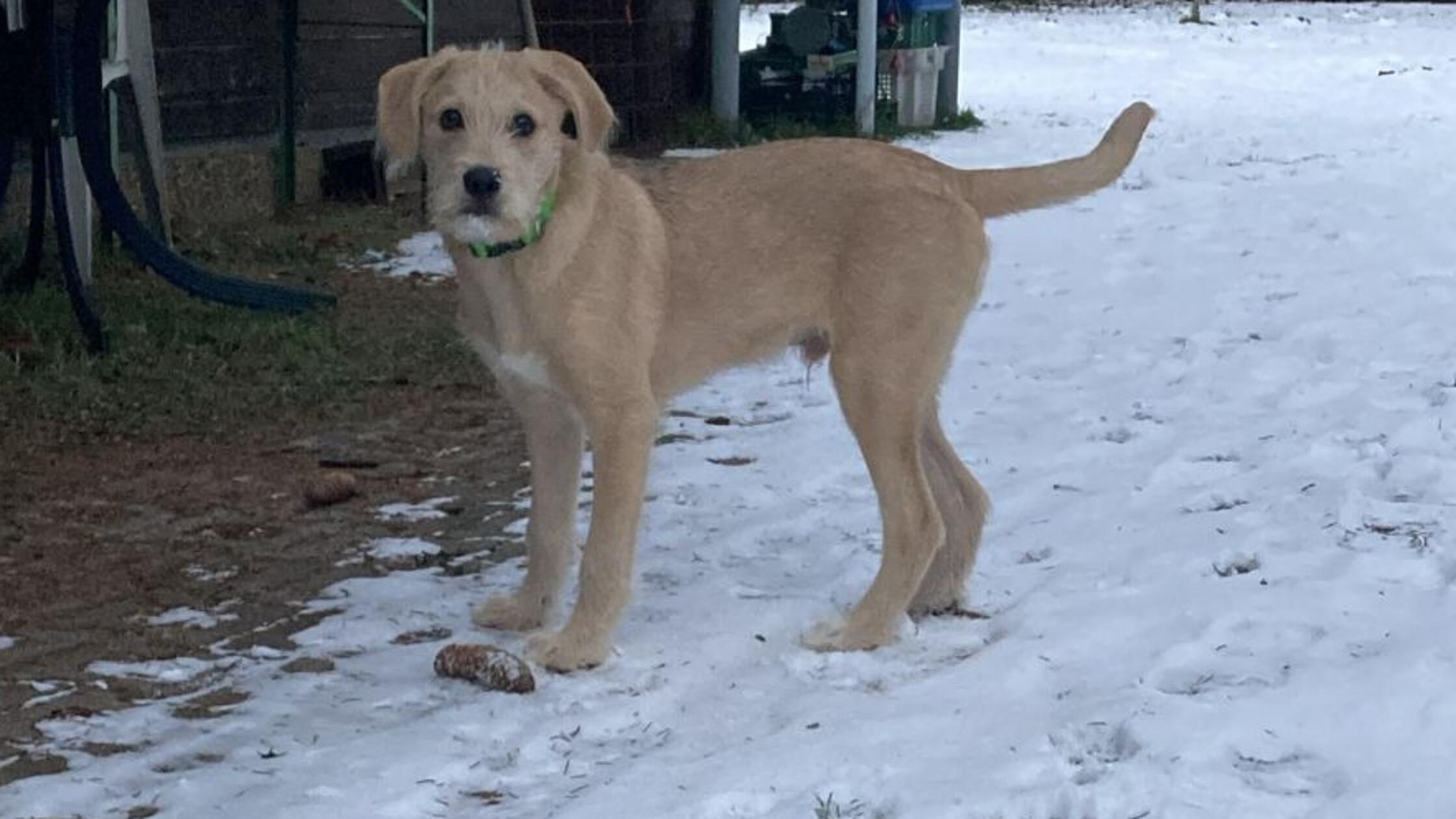Tierheim-Forchheim-Diese-Hunde-und-Katzen-suchen-ein-Zuhause