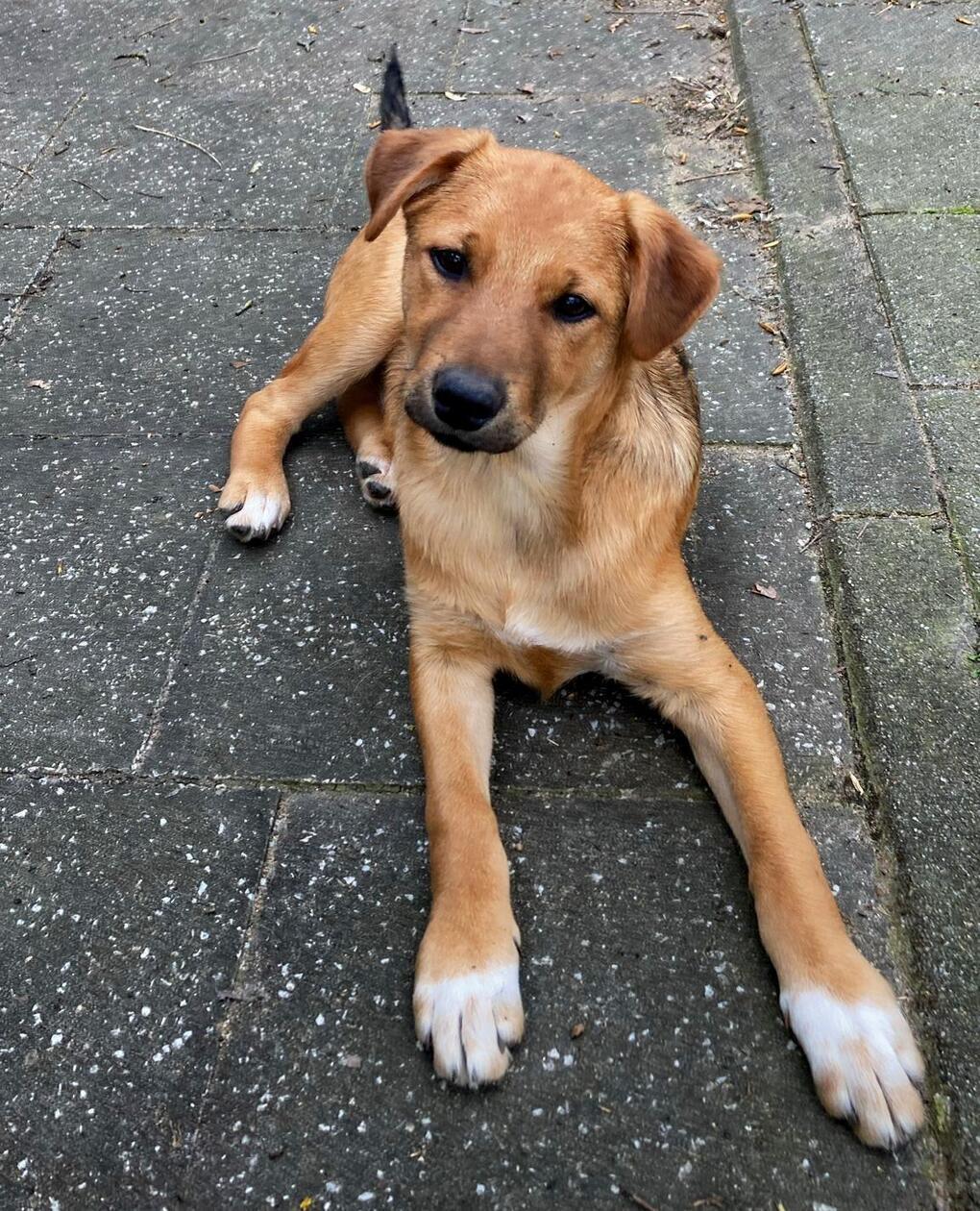 Mischling Vello, geboren 21.11.2025, ist ein fröhlicher und verspielter Hundejunge. "Noch ist alles neu und aufregend für ihn, doch mit Geduld und liebevoller Anleitung wird unser Hübscher bald mit seinen Menschen an seiner Seite die Welt entdecken", schreibt das Tierheim-Team.