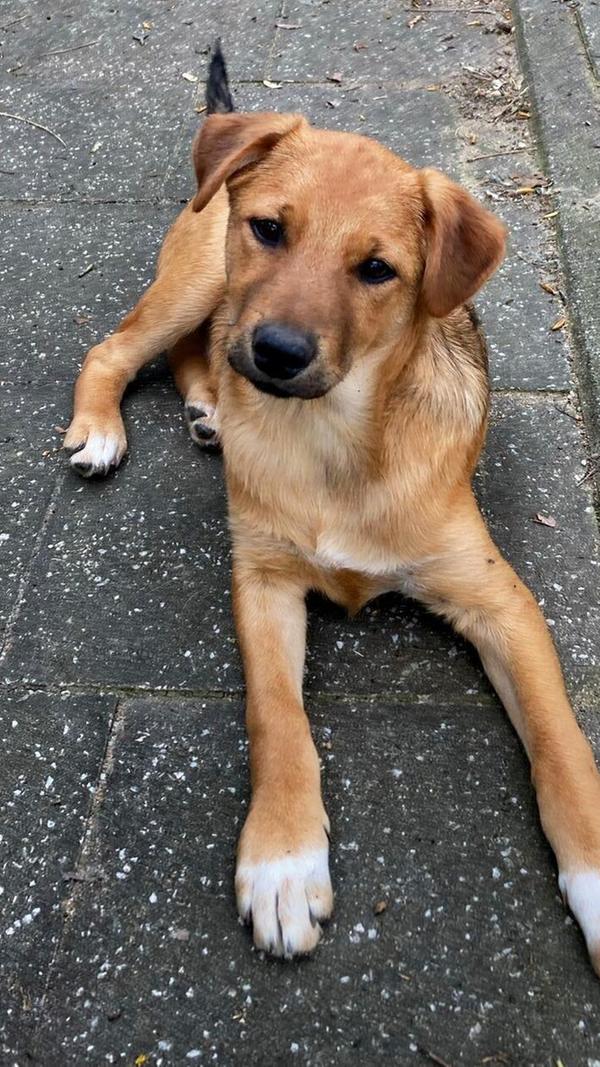 Mischling Vello, geboren 21.11.2025, ist ein fröhlicher und verspielter Hundejunge. "Noch ist alles neu und aufregend für ihn, doch mit Geduld und liebevoller Anleitung wird unser Hübscher bald mit seinen Menschen an seiner Seite die Welt entdecken", schreibt das Tierheim-Team.