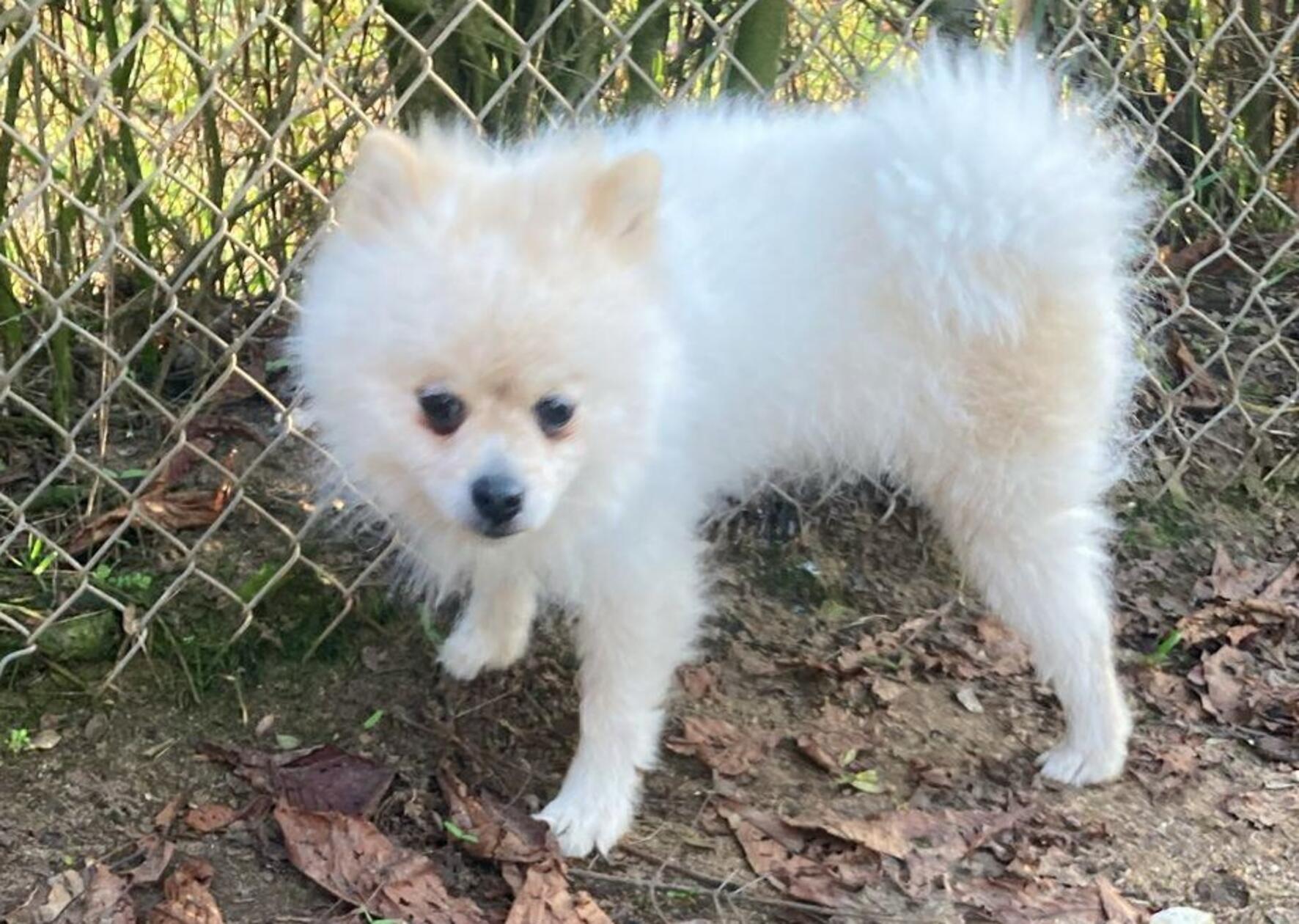 Der taube Zwergspitz (Pomeranian) Tofu, geboren 1.6.2024, etwa 25 cm, unkastriert, sucht ein neues Zuhause in nicht zu turbulenter Umgebung, ohne Kinder. Katzen sind kein Problem für Tofu. Mehr Infos erteilt das Tierheim-Team.