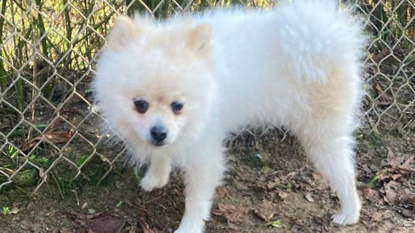 Der taube Zwergspitz (Pomeranian) Tofu, geboren 1.6.2024, etwa 25 cm, unkastriert, sucht ein neues Zuhause in nicht zu turbulenter Umgebung, ohne Kinder. Katzen sind kein Problem für Tofu. Mehr Infos erteilt das Tierheim-Team.
