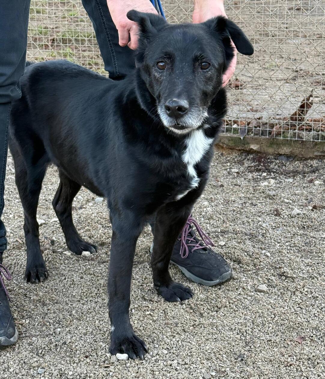 Finn ist ein 2012 geborener Abgabehund, der Menschen liebt und gut verträglich mit anderen Hunden ist, aber keine Katzen mag.