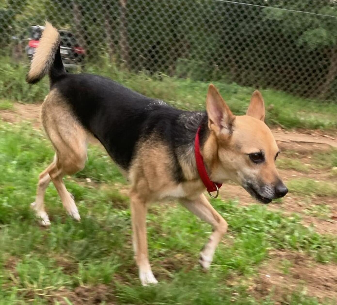 Sharin (geboren am 23. Januar 2019) ist eine elf Kilogramm leichte, zierliche Hündin. Die hübsche Hundedame geht gerne Gassi und ihre schönen Augen zeigen dabei ihre Freude über die Abwechslung vom Tierheimalltag. Sie genießt es sehr, Anschluss zu haben und einfach dabei zu sein, schreibt das Tierheim-Team. Sharin braucht unbedingt Leute, die ihr den Weg weisen und Führung übernehmen können. Es sollte ein eher ruhiger Haushalt sein, mit klaren Strukturen, ländliche Lage bevorzugt.