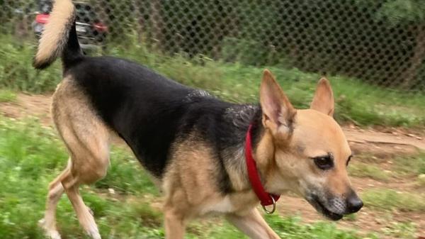 Sharin (geboren am 23. Januar 2019) ist eine elf Kilogramm leichte, zierliche Hündin. Die hübsche Hundedame geht gerne Gassi und ihre schönen Augen zeigen dabei ihre Freude über die Abwechslung vom Tierheimalltag. Sie genießt es sehr, Anschluss zu haben und einfach dabei zu sein, schreibt das Tierheim-Team. Sharin braucht unbedingt Leute, die ihr den Weg weisen und Führung übernehmen können. Es sollte ein eher ruhiger Haushalt sein, mit klaren Strukturen, ländliche Lage bevorzugt.