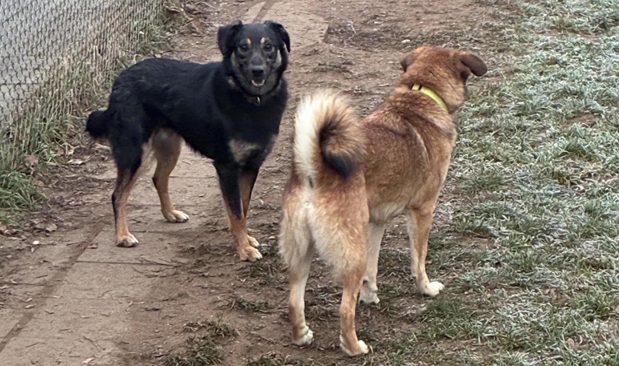 Bobbi (geboren August 2024) ist ein 13 Kilogramm schwerer Mischlingsrüde. Noch ist Bobbi sehr verschüchtert und muss sich erst noch eingewöhnen. Da er aber zu den Pflegerinnen schon Vertrauen gefasst hat, hofft das Tierheim-Team, dass er sich bald heimisch fühlen wird. Es werden Menschen gesucht, die ihm die nötige Sicherheit bieten: "Ein ruhiger Umgang mit ihm ist das A und O und dann entpuppt er sich als kleiner, süßer Kuschler."Die Vermittlung erfolgt über die Organisation "Wir für Hunde in Not", ein Kennenlernen kann im Tierheim stattfinden.