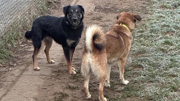 Bobbi (geboren August 2024) ist ein 13 Kilogramm schwerer Mischlingsrüde. Noch ist Bobbi sehr verschüchtert und muss sich erst noch eingewöhnen. Da er aber zu den Pflegerinnen schon Vertrauen gefasst hat, hofft das Tierheim-Team, dass er sich bald heimisch fühlen wird. Es werden Menschen gesucht, die ihm die nötige Sicherheit bieten: "Ein ruhiger Umgang mit ihm ist das A und O und dann entpuppt er sich als kleiner, süßer Kuschler."Die Vermittlung erfolgt über die Organisation "Wir für Hunde in Not", ein Kennenlernen kann im Tierheim stattfinden.