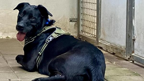 Der Labradormix Yoshi hat in seinem bisherigen Leben in einer Familie mit mehreren Kindern gelebt. Leider wurde er dann über Kleinanzeigen an hundeunerfahrene Menschen verkauft. Dort blieb er nur wenige Tage und ein weiterer Umzug - nämlich ins Tierheim - stand an. Yoshi ist ein imposanter schwarzer Rüde, der Menschen mit Führungsqualitäten sucht. Hundebegegnungen sind gerade nicht seines und sollten geübt werden. Für Yoshi suchen wir hundeerfahrene Leute, die mit ihm den Alltag aktiv gestallten wollen.