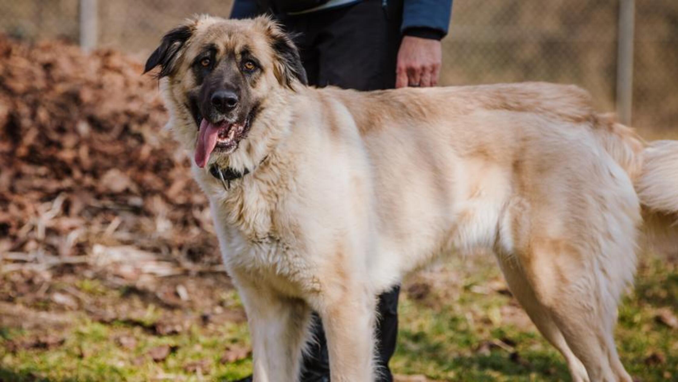 Mira (geboren am 23. Oktober 2018) ist mit einer Schulterhöhe von 75 Zentimetern eine imposante Erscheinung. Sie gehört der Rasse Kangal an und ist damit ein Herdenschutzhund. Wir suchen daher für sie am besten Kangalerfahrene Leute ohne kleine Kinder, die ihr ein endgültiges Zuhause geben können.