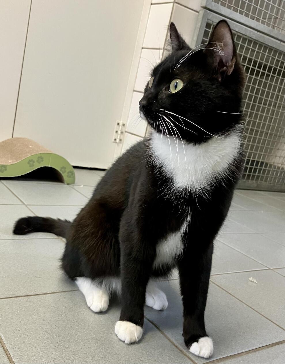 Mickey ist ein verschmuster Fundkater, der Menschen gerne voll in Beschlag nimmt.