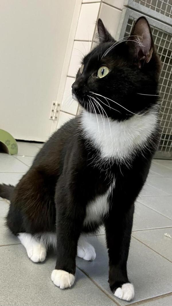 Mickey ist ein verschmuster Fundkater, der Menschen gerne voll in Beschlag nimmt.