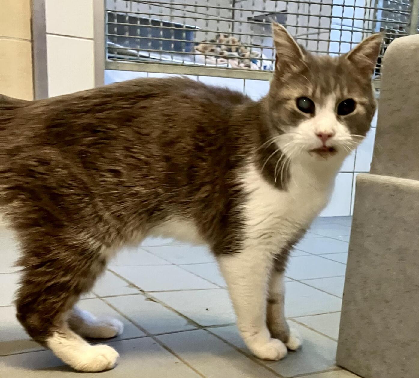 Gandalf ist ein alter Fundkater aus Gaiganz und hat entsprechend schon einige Gebrechen. Außerdem genießt er jede Streicheleinheit, die er bekommen kann, schreibt das Tierheim-Team.