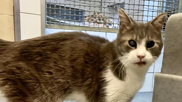 Gandalf ist ein alter Fundkater aus Gaiganz und hat entsprechend schon einige Gebrechen. Außerdem genießt er jede Streicheleinheit, die er bekommen kann, schreibt das Tierheim-Team.