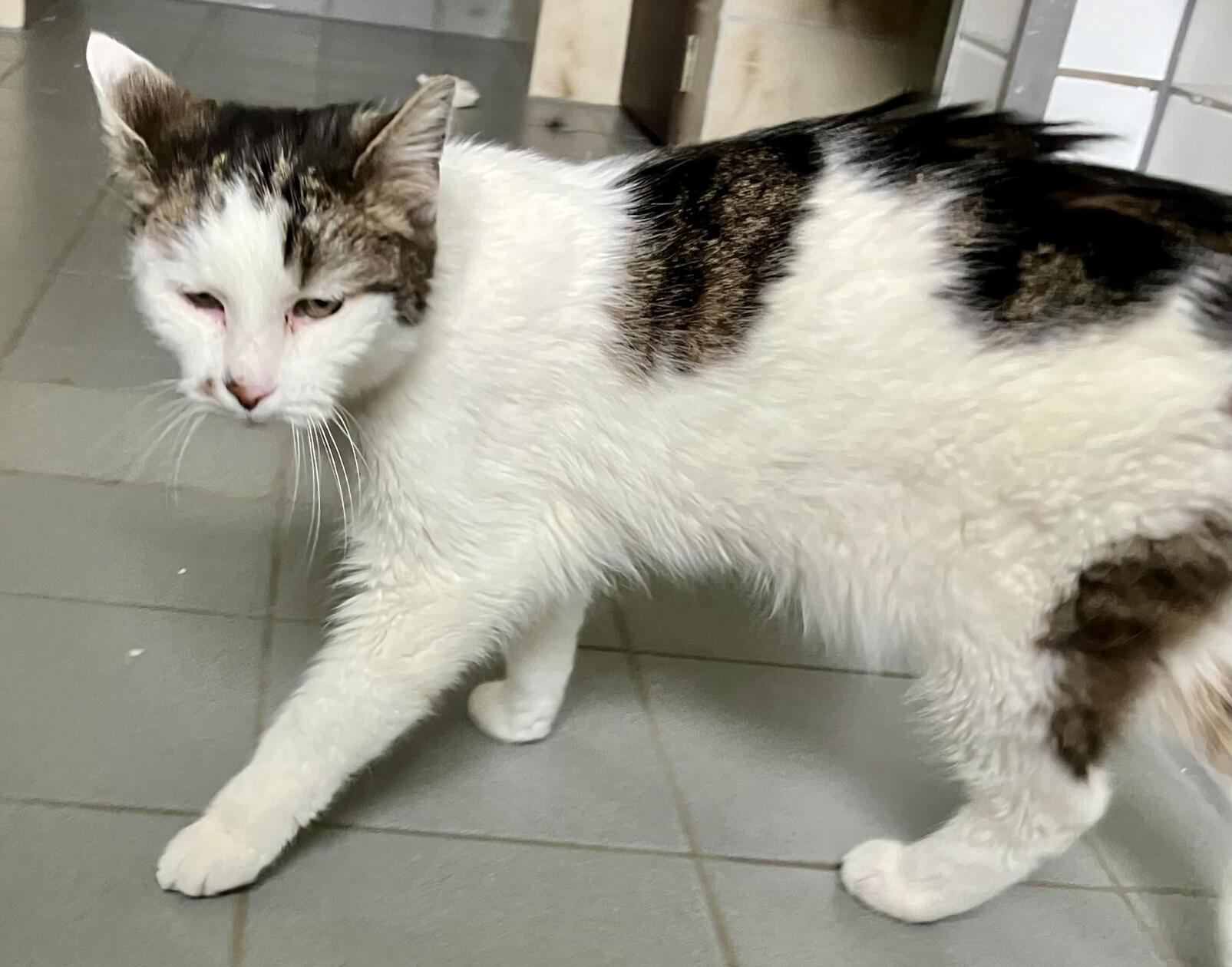 Ulli ist ein lieber Kuschelkater. Aufgeweckt und neugierig entdeckt er gerne die Welt. Beim Futter ist er nicht wählerisch und verträgt auch alle Futtersorten.