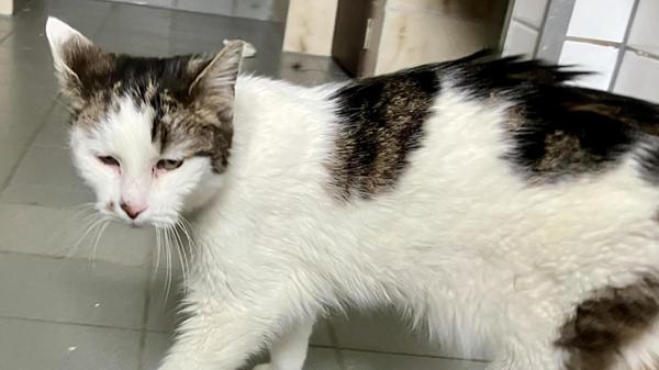 Ulli ist ein lieber Kuschelkater. Aufgeweckt und neugierig entdeckt er gerne die Welt. Beim Futter ist er nicht wählerisch und verträgt auch alle Futtersorten.