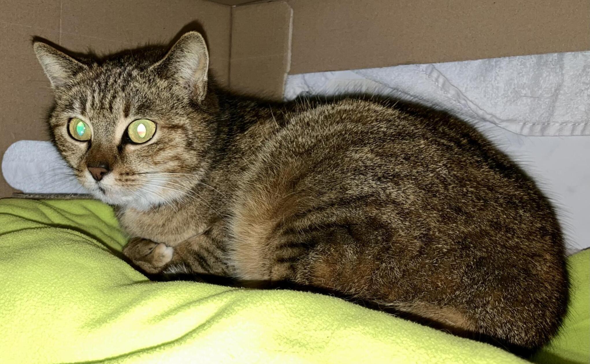 Walli ist eine Fundkatze aus Weigelshofen.