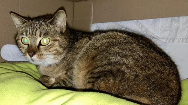 Walli ist eine Fundkatze aus Weigelshofen.