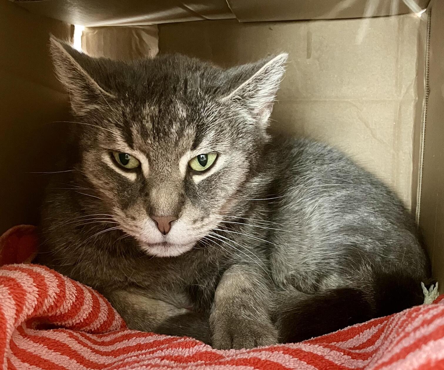 Katze Trudi kam aus einer Beschlagnahmung und will Einzelprinzessin sein. Sie benötigt Menschen, die ihre Eigenheiten akzeptieren können. "Bisher möchte sie nicht gerne angefasst werden", schreibt das Tierheim-Team. Gerne ist sie draußen auf Tour, um dann den Abend gemütlich in der kuscheligen Stube zu verbringen.