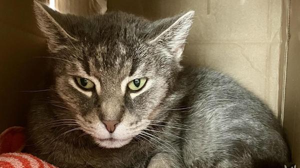 Katze Trudi kam aus einer Beschlagnahmung und will Einzelprinzessin sein. Sie benötigt Menschen, die ihre Eigenheiten akzeptieren können. "Bisher möchte sie nicht gerne angefasst werden", schreibt das Tierheim-Team. Gerne ist sie draußen auf Tour, um dann den Abend gemütlich in der kuscheligen Stube zu verbringen.