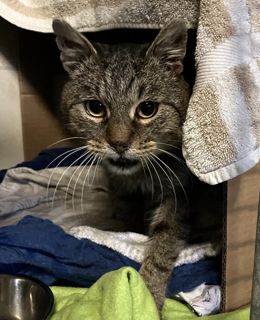 Gero ist ein Fundkater aus Gößweinstein.