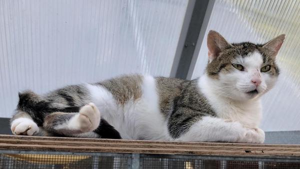 Die Katzendame Irene wurde bereits 2021 herrenlos direkt vor dem Tierheim gefunden. Da sie zwar tätowiert, doch leider nicht registriert war, konnte das Tierheim keinen Besitzer ausfindig machen. Irene scheint keine guten oder vielleicht auch gar keine Erfahrungen mit Menschen gemacht zu haben, denn sie möchte sich weder einengen (einsperren), noch berühren lassen. Deshalb lebt sie, seitdem sie aufgefunden wurde, auf dem Tierheim-Gelände. Doch das ist natürlich kein richtiges Zuhause. Auch Irene sehnt sich nach einem warmen Plätzchen, wo sie Geborgenheit und einen vollen Futternapf findet. Sie ist eine begeisterte Mäusefängerin und sehr standorttreu. Sie braucht sichere Rückzugsmöglichkeiten und liebt erhöhte Liegeplätze mit guter Aussicht.