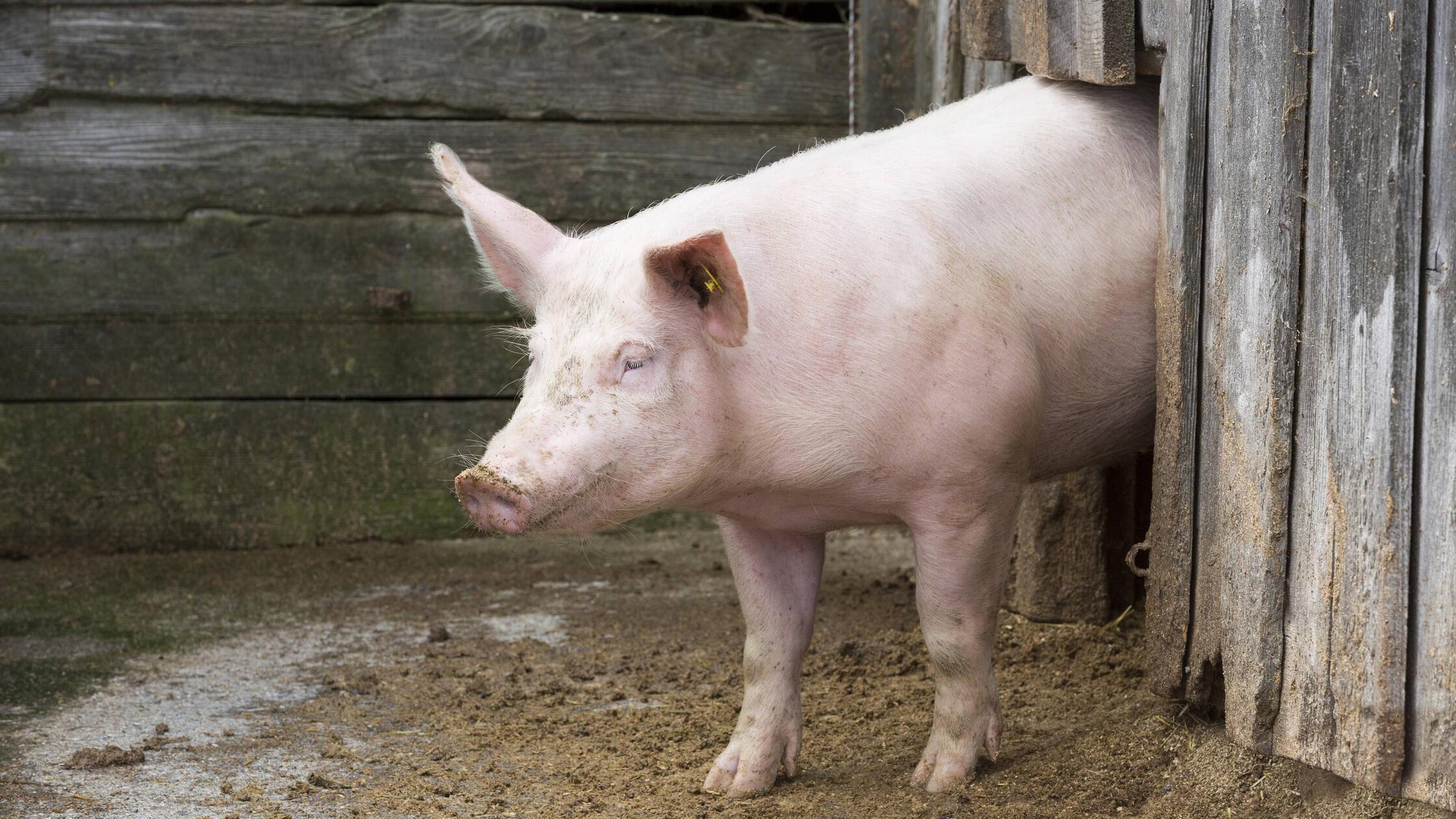 Entlaufene-Hausschweine-sorgen-f-r-Aufregung-in-Michelfeld