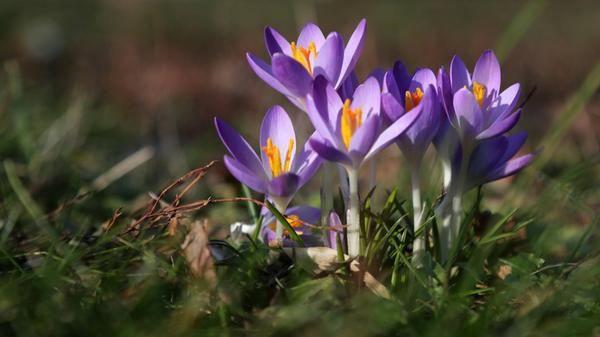 Der März bringt nicht nur den Frühling, sondern auch Thriller, Romane, jede Menge BookTok-Hits und ein besonderes Satire-Highlight.
