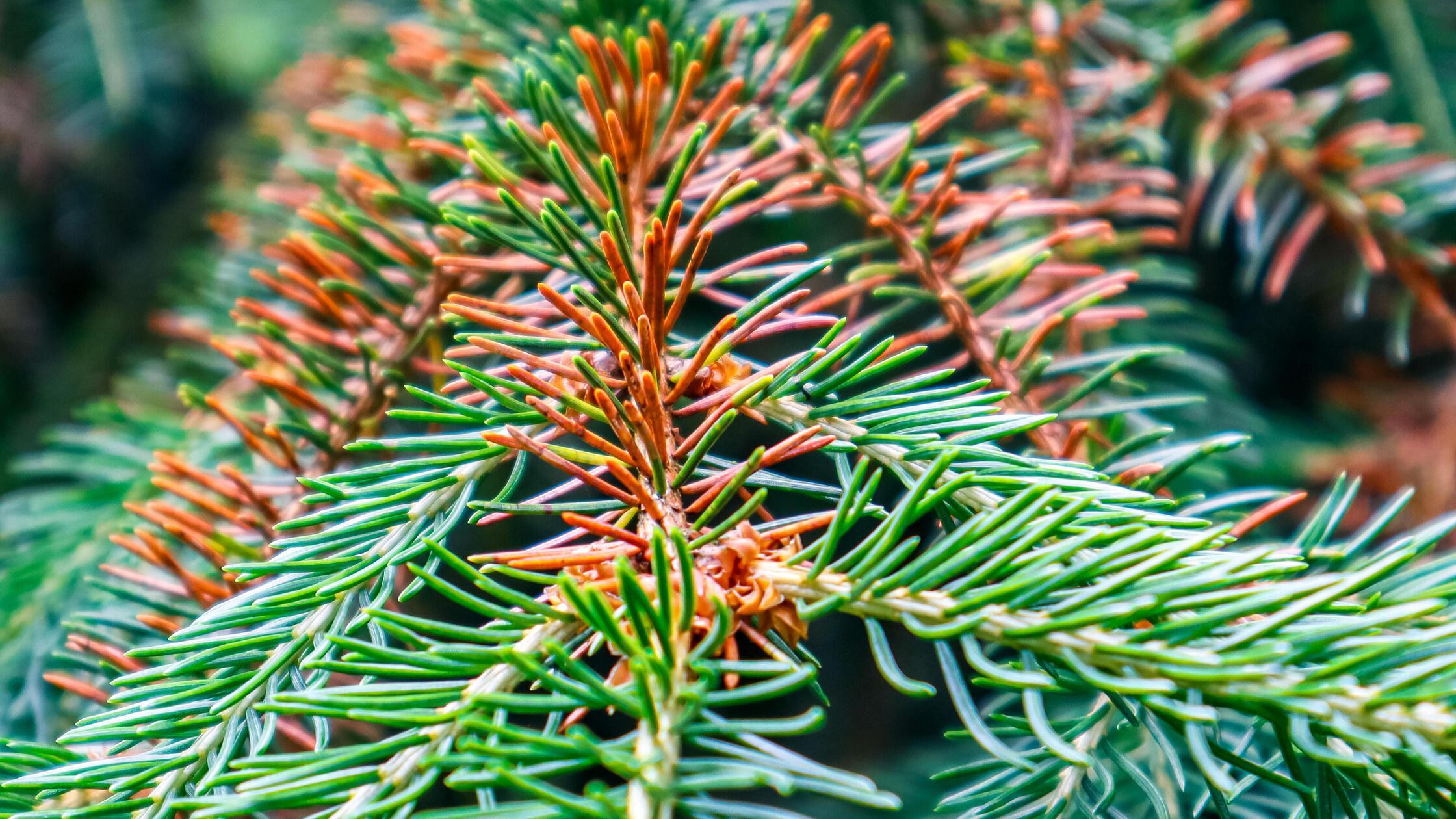Wie-ein-Schutzschirm-vor-einem-Befall-Gutartiger-Pilz-k-nnte-Fichtenbestand-langfristig-sichern